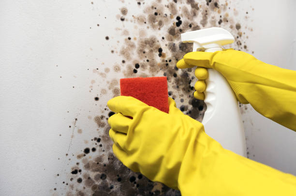 Best Bathroom Mold Remediation in Upper Arlington, OH