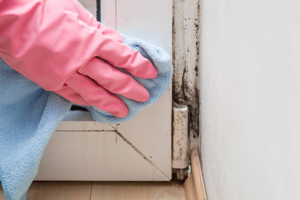 Best DIY Mold Remediation Support Services in Upper Arlington, OH